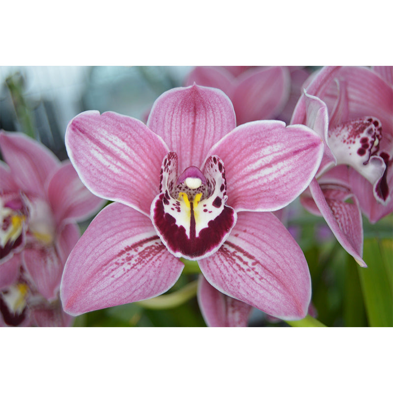 Orchid Flower Wall Covering for Sleeping Room Home Decor, Made to Measure