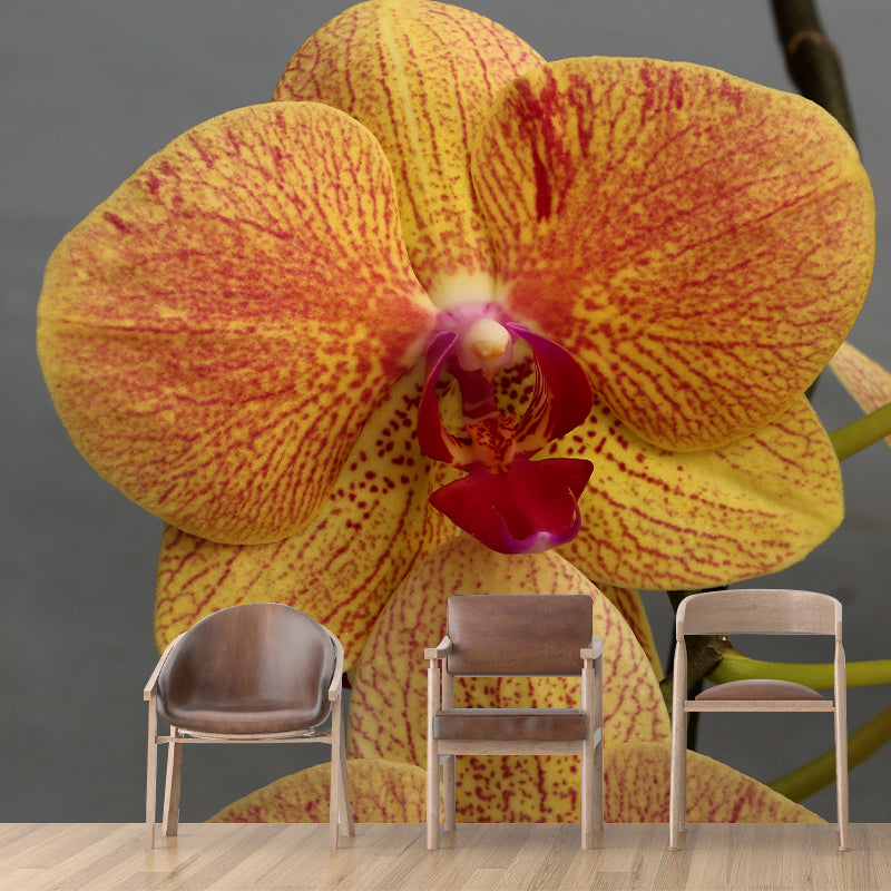 Cymbidium Photo Mural Decal Modern Wall Decor for Sleeping Room, Waterproofing