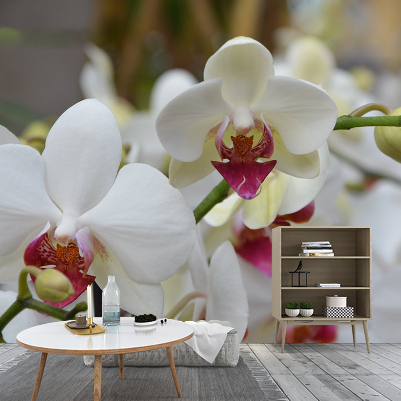 Cymbidium Contemporary Mural Wallpaper for Home Decoration, Stain Resistant