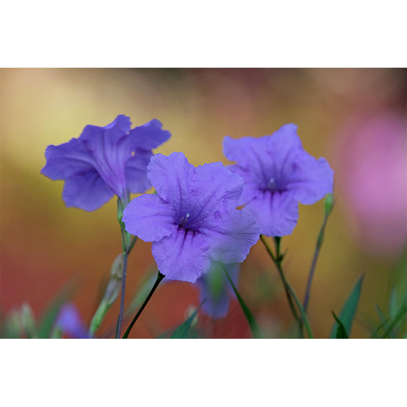 Contemporary Blooming Petunia Mural Wallpaper Environmental for Bedroom