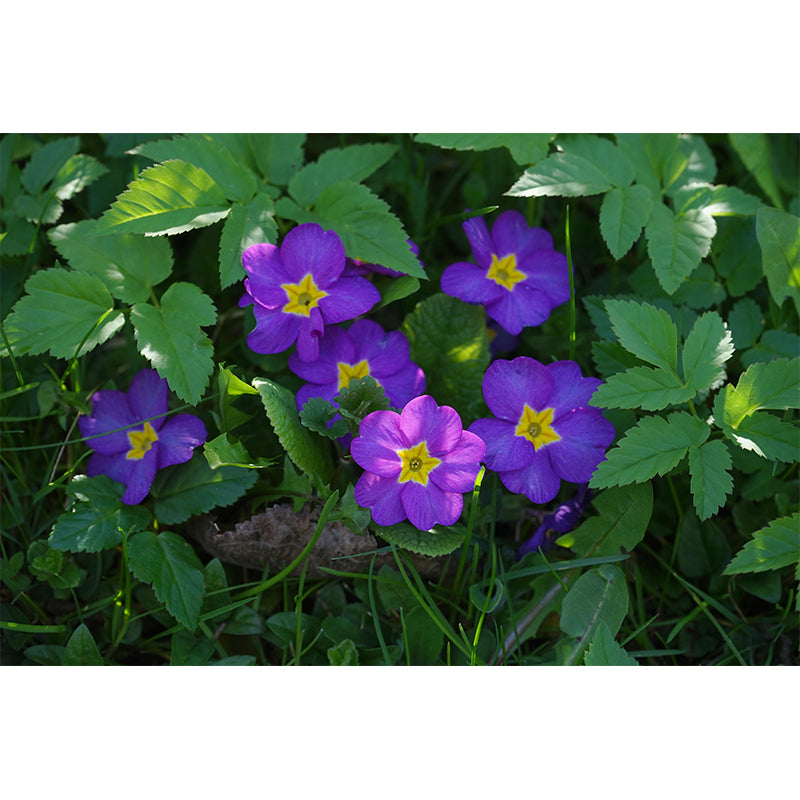 Contemporary Blooming Primrose Mural Wallpaper Environmental for Bedroom