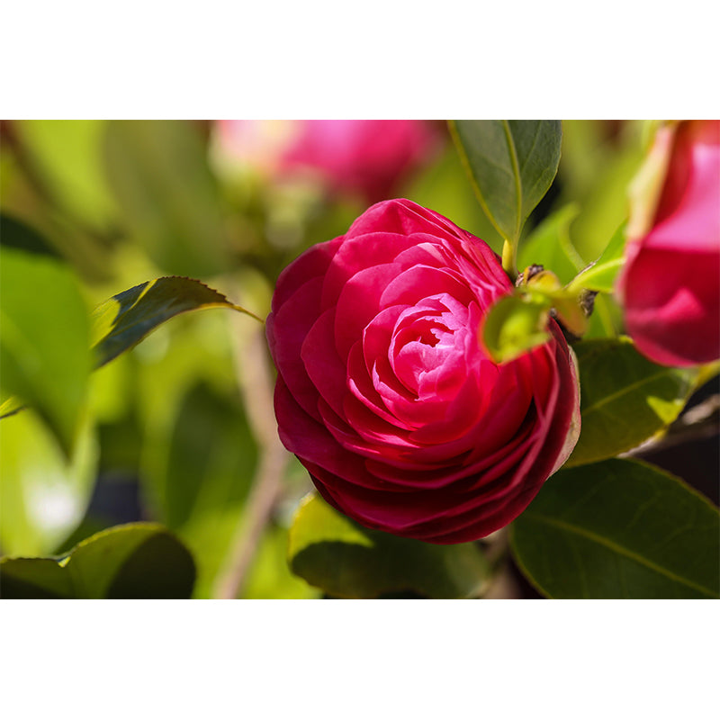 Contemporary Blooming Camellia Mural Wallpaper Environmental for Bedroom