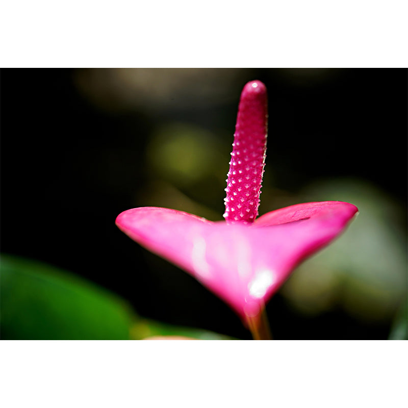 Blooming Anthurium Mural Wallpaper Environmental Contemporary for Bedroom