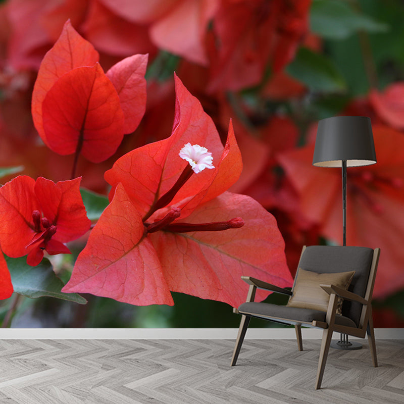 Blooming Bougainvillea Mural Wallpaper Environmental Contemporary for Bedroom