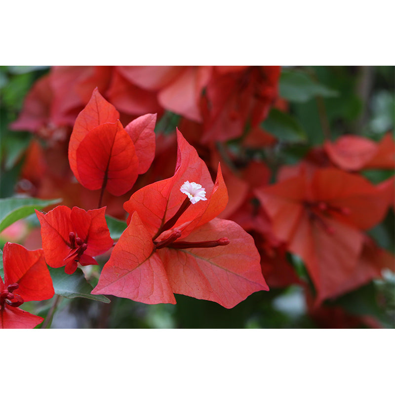 Blooming Bougainvillea Mural Wallpaper Environmental Contemporary for Bedroom