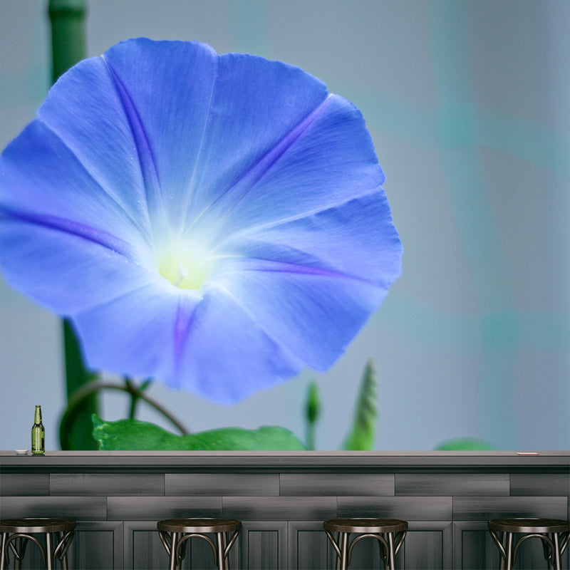 Blooming Morning Glory Mural Wallpaper Environmental Contemporary for Bedroom