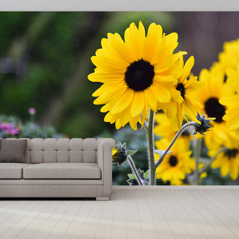 Blooming Sunflower Mural Wallpaper Environmental Contemporary for Bedroom