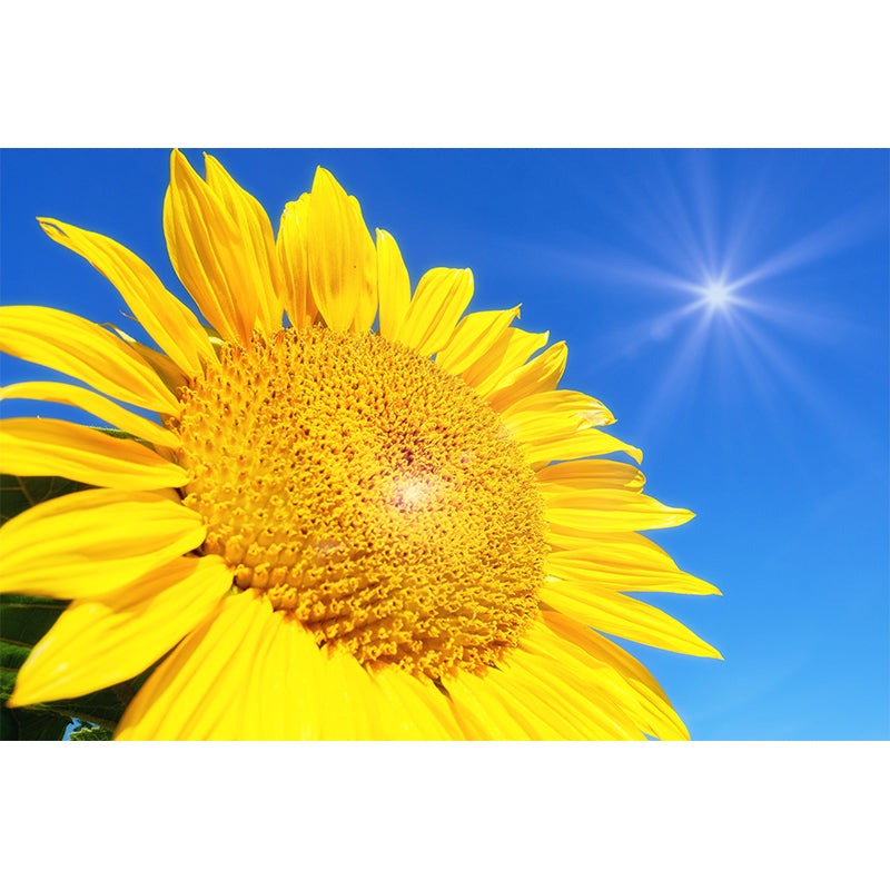 Blooming Sunflower Mural Wallpaper Environmental Contemporary for Bedroom