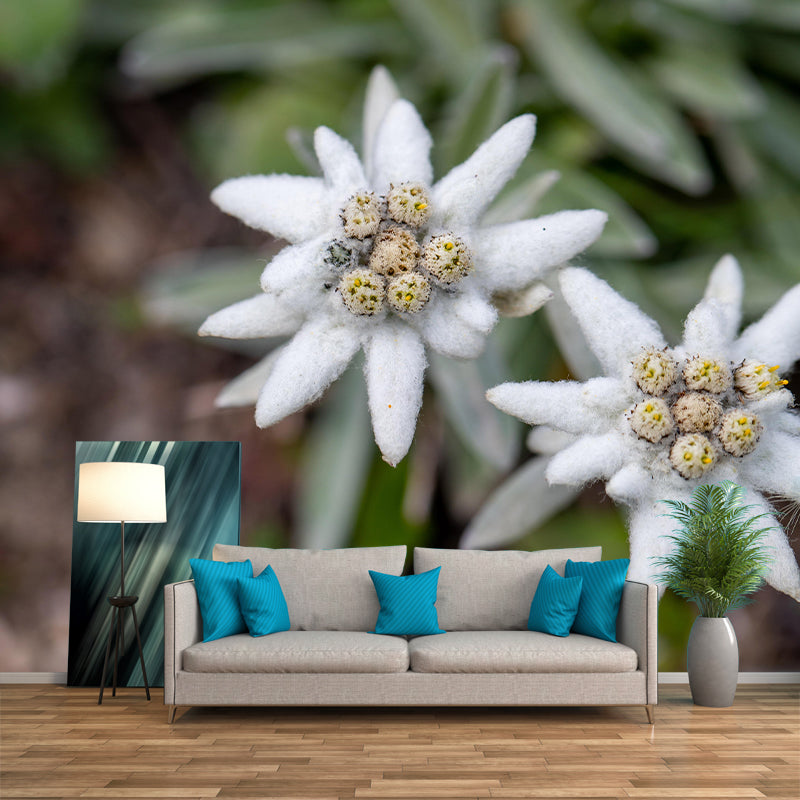 Edelweiss Mural Wallpaper Environmental Contemporary for Living Room Bedroom