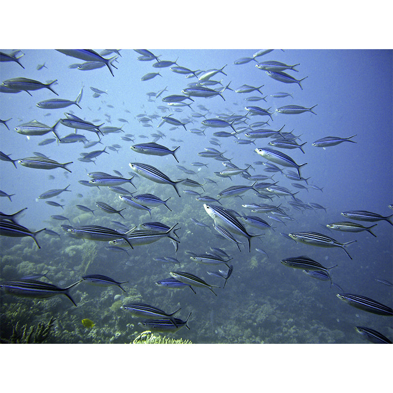 Tropical Seabed Mural Stain Resistant Wall Art for Dining Room Kitchen