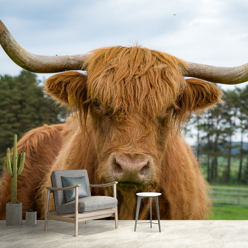 Highland Cow Removable Wall Mural for Sitting Room Bedroom, Made to Measure