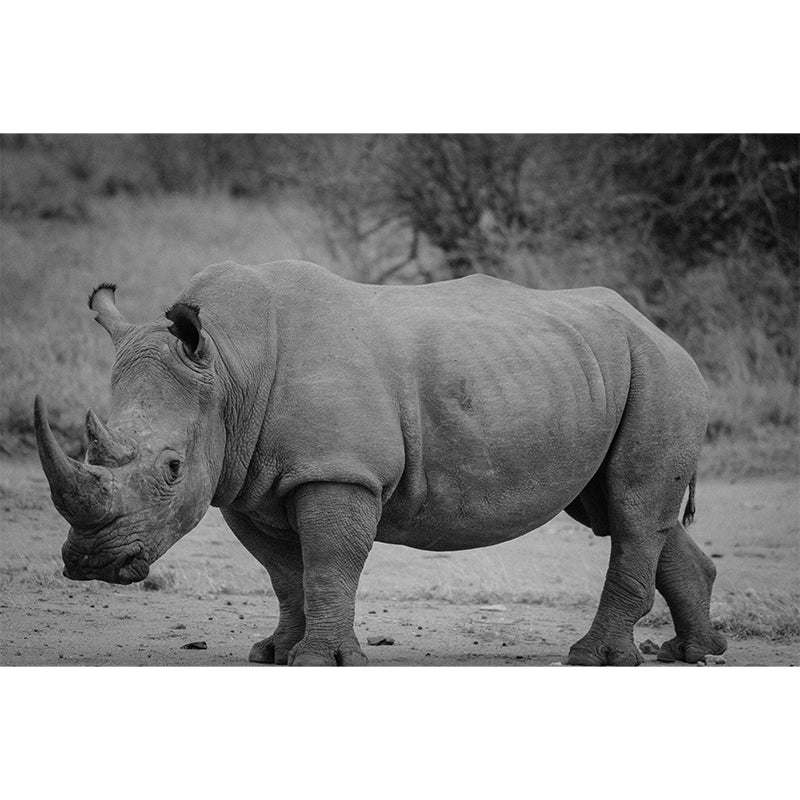 Rhinoceros Animal Mural Wallpaper for Dining Room Waterproof, Made to Measure