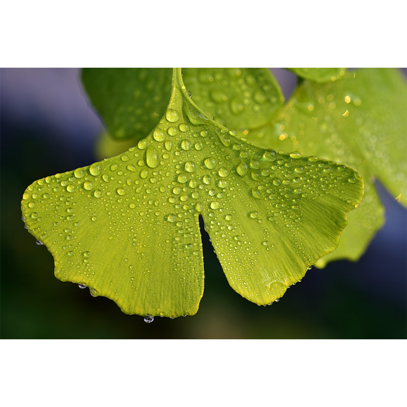 Ginkgo Biloba Mural Wallpaper Contemporary Wall Covering for Sitting Room