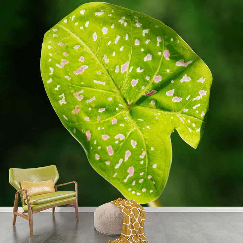 Caladium Plant Mural Wall Paper Home Decorations for Kitchen Living Room Bedroom