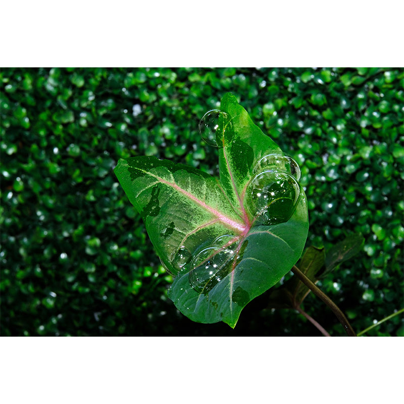 Green Caladium Mural Decal Moisture Resistant for Reading Room, Made to Measure