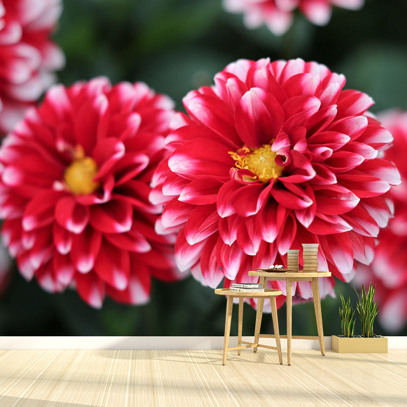 Bright Dahlia Mural Wallpaper Minimalist Wall Art, Customized Size Available