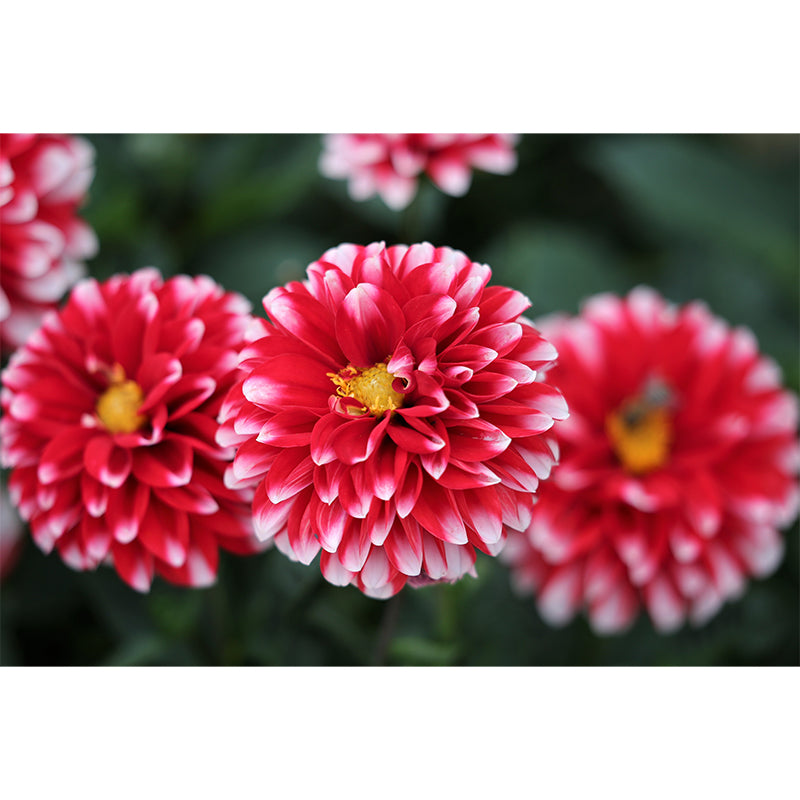 Bright Dahlia Mural Wallpaper Minimalist Wall Art, Customized Size Available