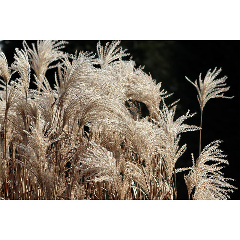 Modern Style Grass Plant Murals Wallpaper for Living Room, Custom Size Available