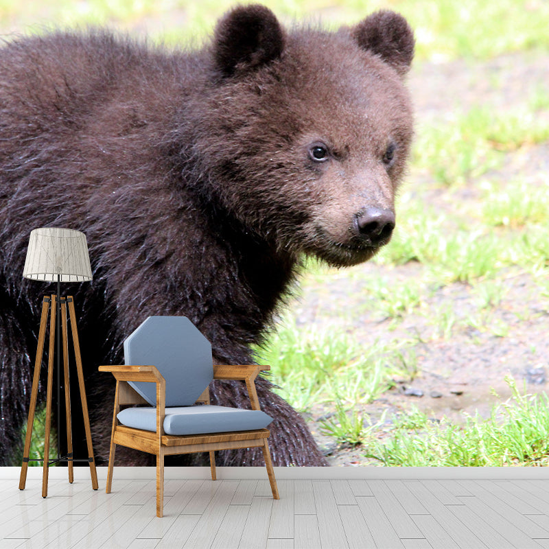 Bear Animal Wall Mural Sitting Room Bedroom Decor, Multiple Sizes Available