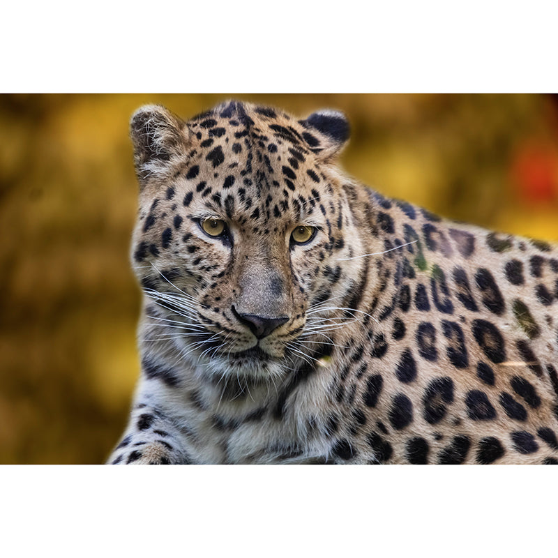 Leopard Mural Wallpaper for Sitting Room Decor Multiple Sizes Available