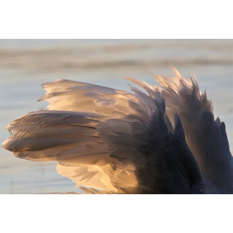 Feather Mural for Sleeping Room Wall Art in Light Color, Stain Resistant