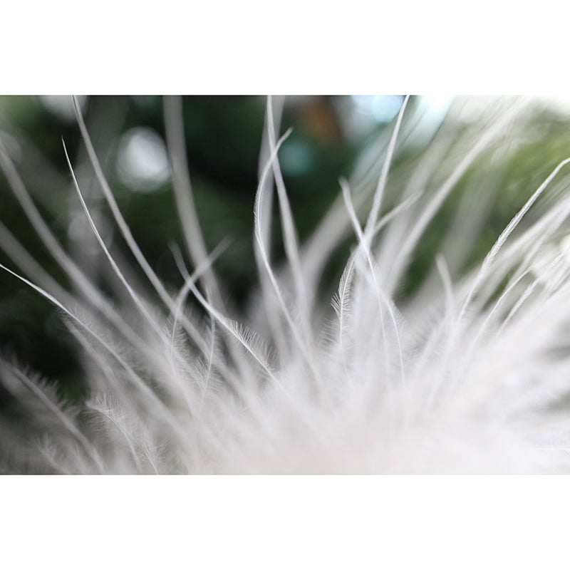 Contemporary Style Feather Wall Mural Home Decor for Sleeping Room, Stain-Resistant