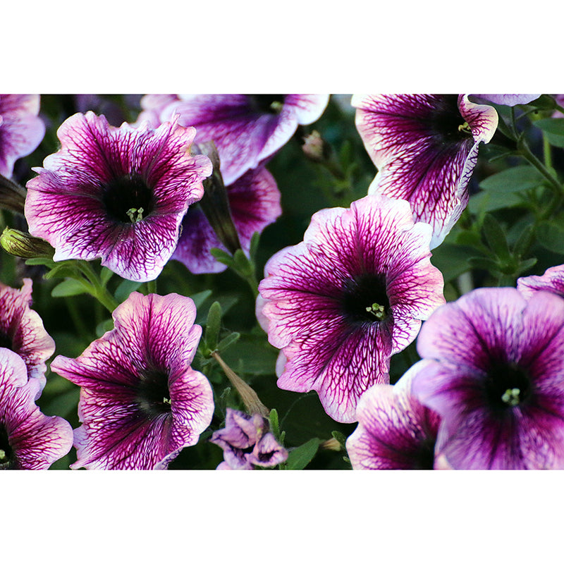 Petunias Contemporary Wall Covering for Living Room Bedroom, Made to Measure