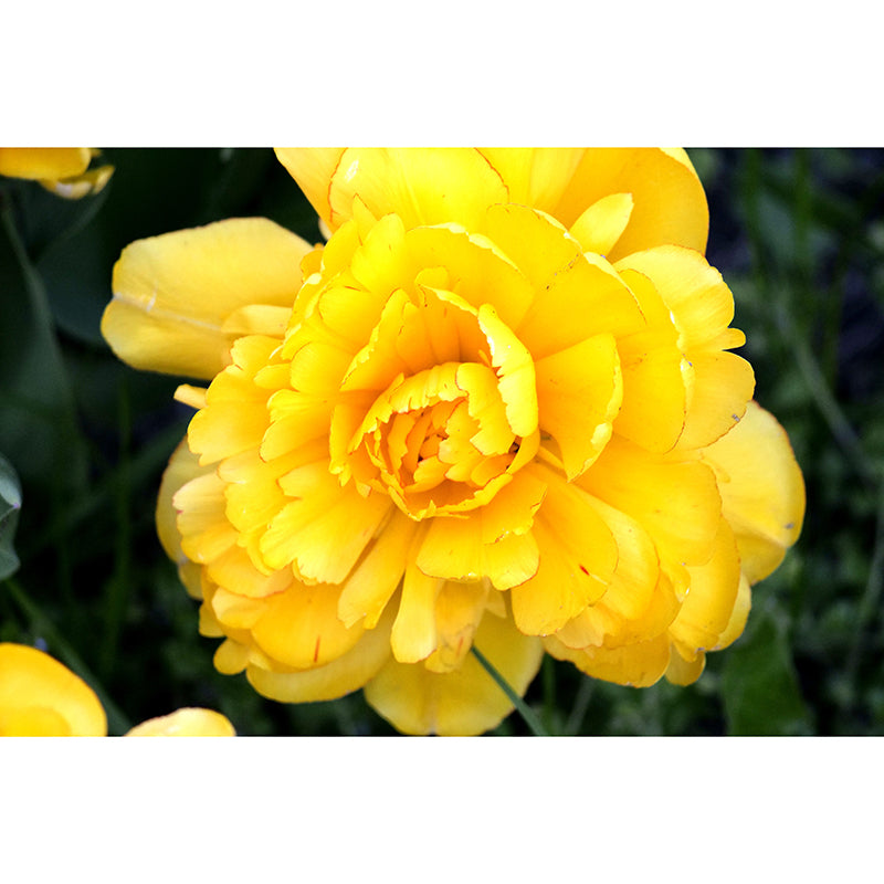 Elegant Peony Flower Mural Environment Friendly Wallpaper for Girl's Bedroom