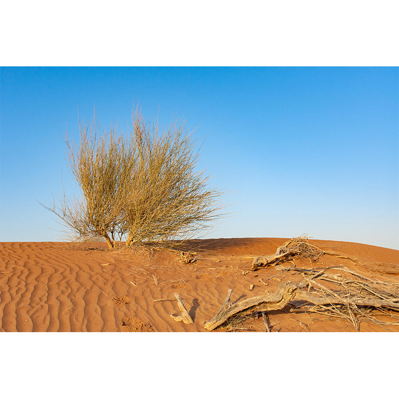 Desert Mural Wallpaper Horizontal Photography Style for Sitting Room Decor