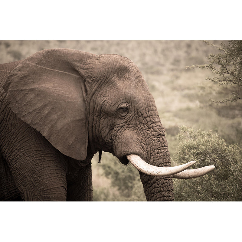 Customized Elephant Wall Mural Contemporary Photography for Bedroom Living Room