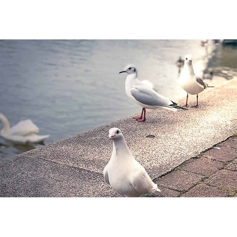 Photography Seagull Mural Wallpaper Environment Friendly for Living Room