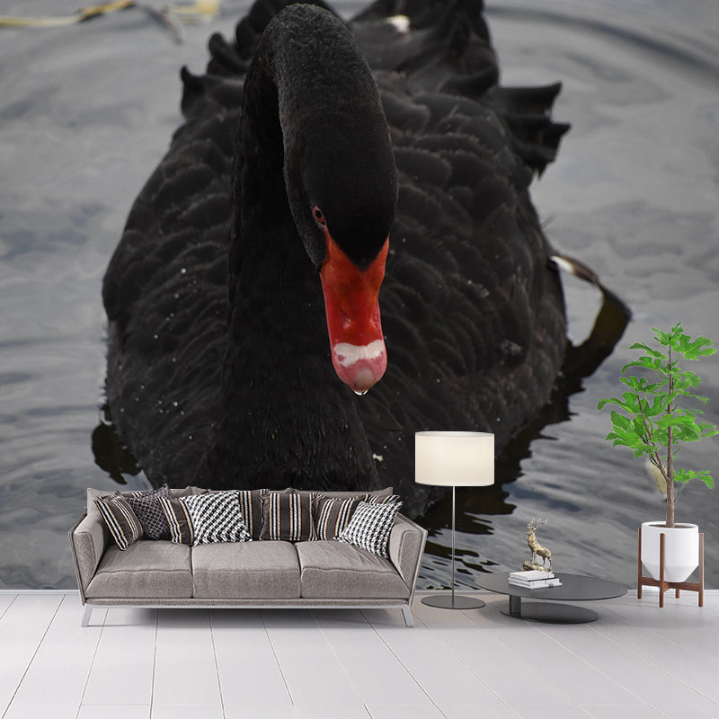 Customized Black Swan Wall Mural Contemporary Photography for Bedroom Living Room