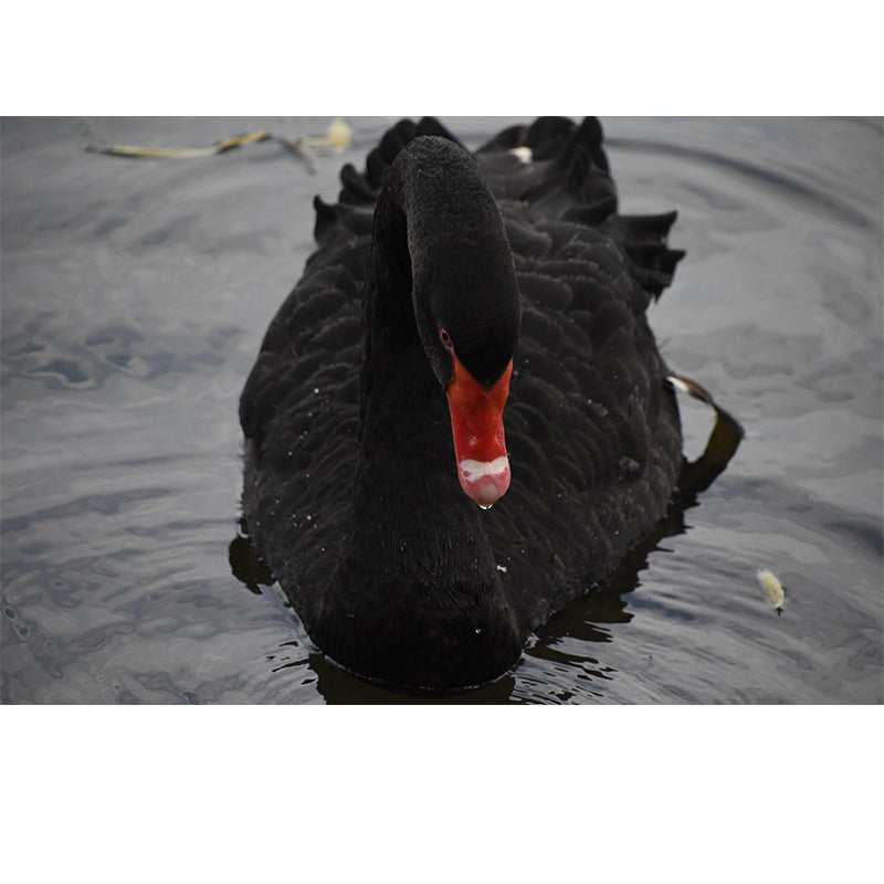 Customized Black Swan Wall Mural Contemporary Photography for Bedroom Living Room