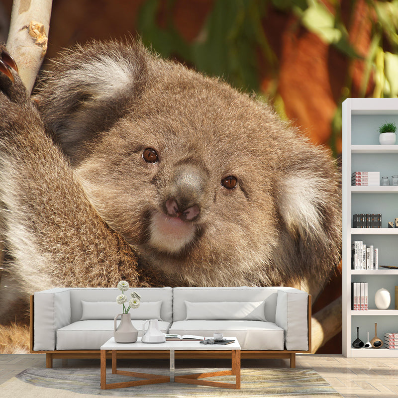 Customized Koala Wall Mural Contemporary Photography for Bedroom Living Room