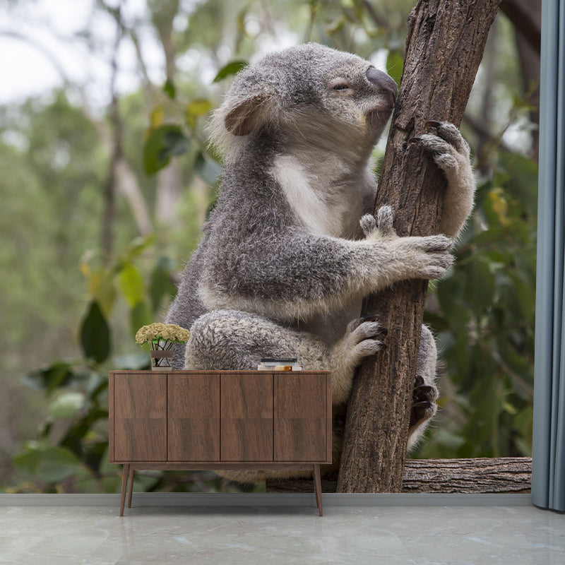 Customized Koala Wall Mural Contemporary Photography for Bedroom Living Room