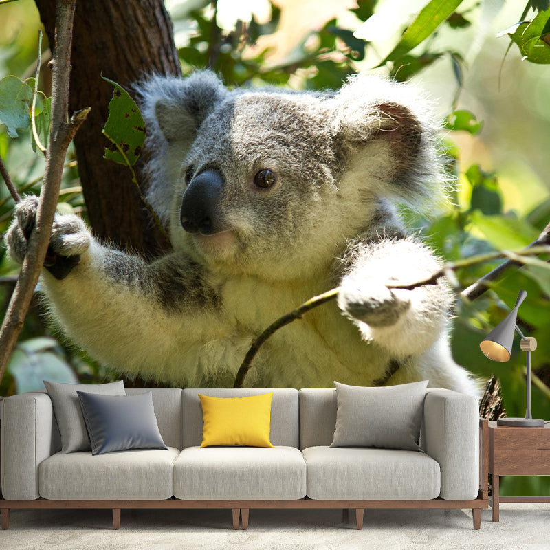 Customized Koala Wall Mural Contemporary Photography for Bedroom Living Room