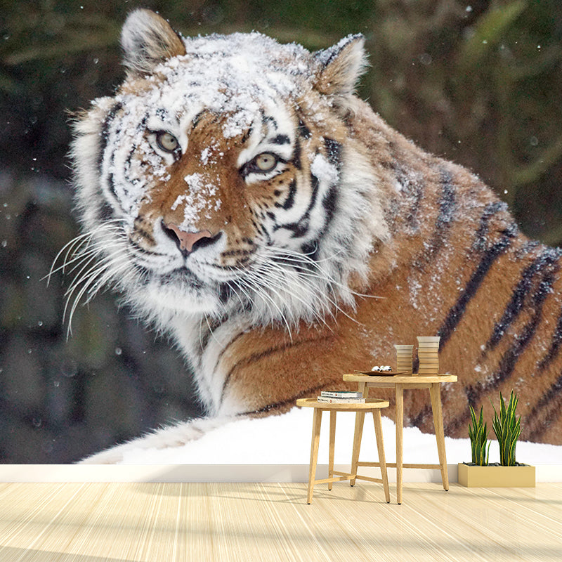 Photography Wild Animal Tiger Mural Wallpaper Environment Friendly for Living Room