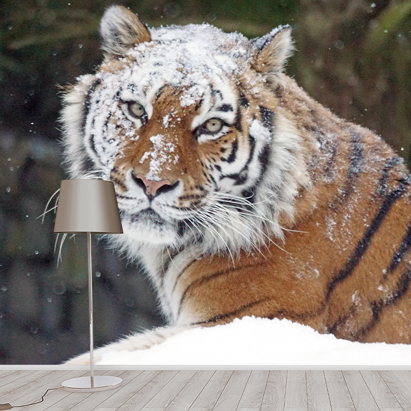 Photography Wild Animal Tiger Mural Wallpaper Environment Friendly for Living Room