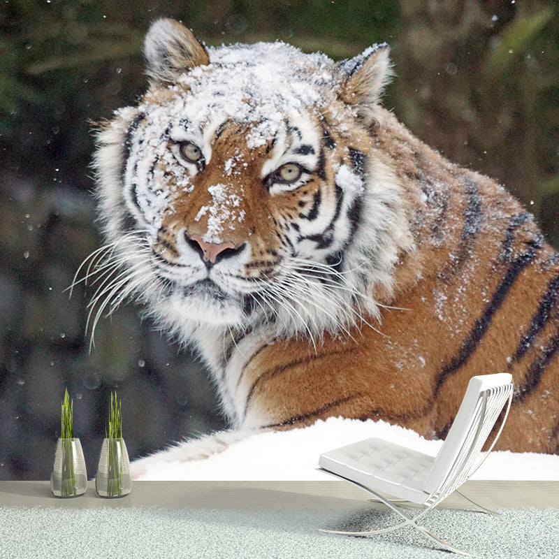 Photography Wild Animal Tiger Mural Wallpaper Environment Friendly for Living Room