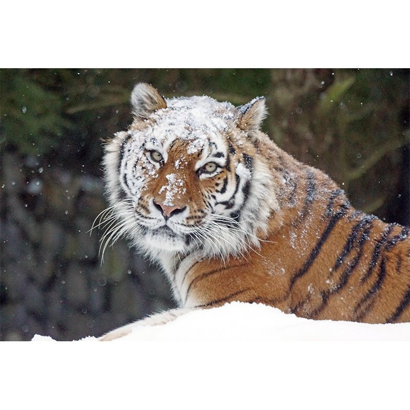 Photography Wild Animal Tiger Mural Wallpaper Environment Friendly for Living Room