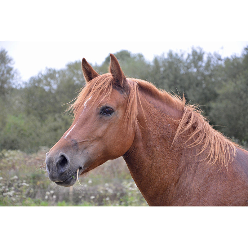 Photography Animal Horse Mural Wallpaper Environment Friendly for Living Room