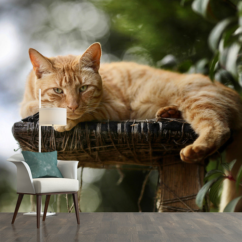 Photography Animal Cat Mural Wallpaper Environment Friendly for Living Room