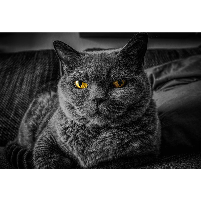 Photography Animal Cat Mural Wallpaper Environment Friendly for Living Room