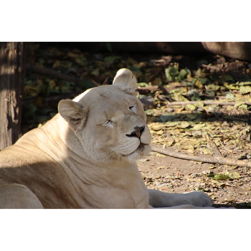 Customized Lioness Wall Mural Contemporary Photography for Bedroom Living Room