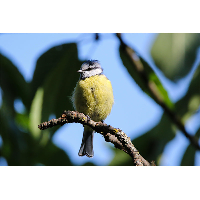 Photography Wild Animal Tit Mural Wallpaper Environment Friendly for Living Room