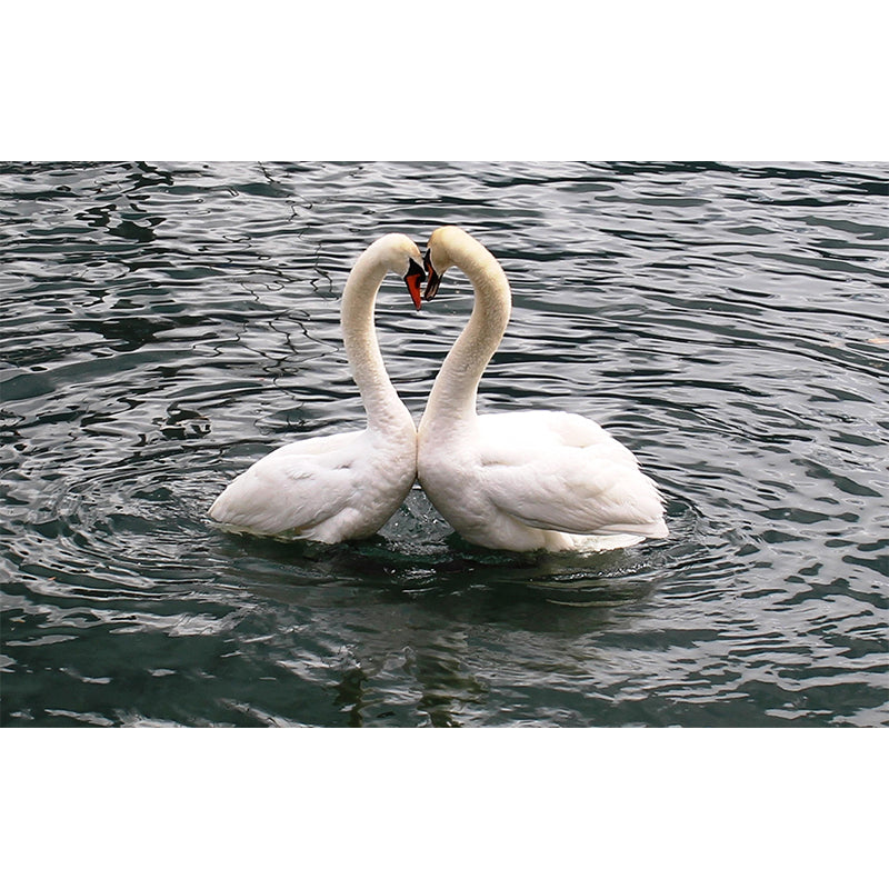 Customized White Swan Wall Mural Contemporary Photography for Living Room