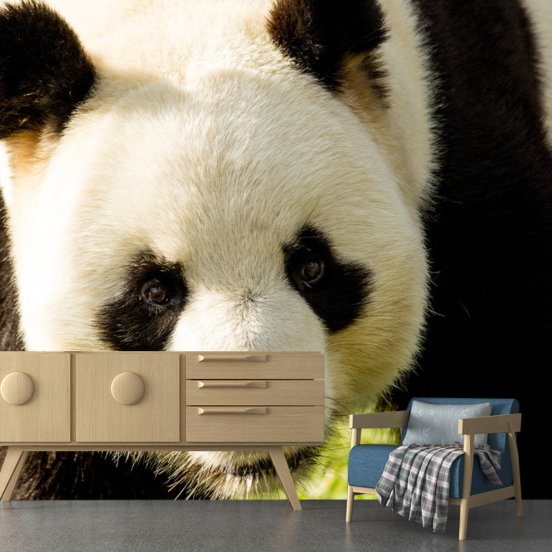 Customized Panda Wall Mural Contemporary Photography for Bedroom Living Room