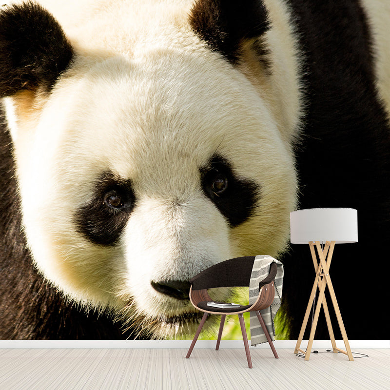Customized Panda Wall Mural Contemporary Photography for Bedroom Living Room