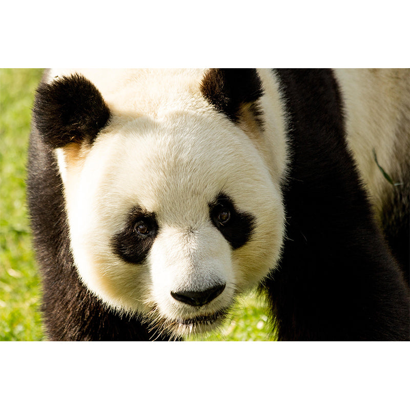 Customized Panda Wall Mural Contemporary Photography for Bedroom Living Room