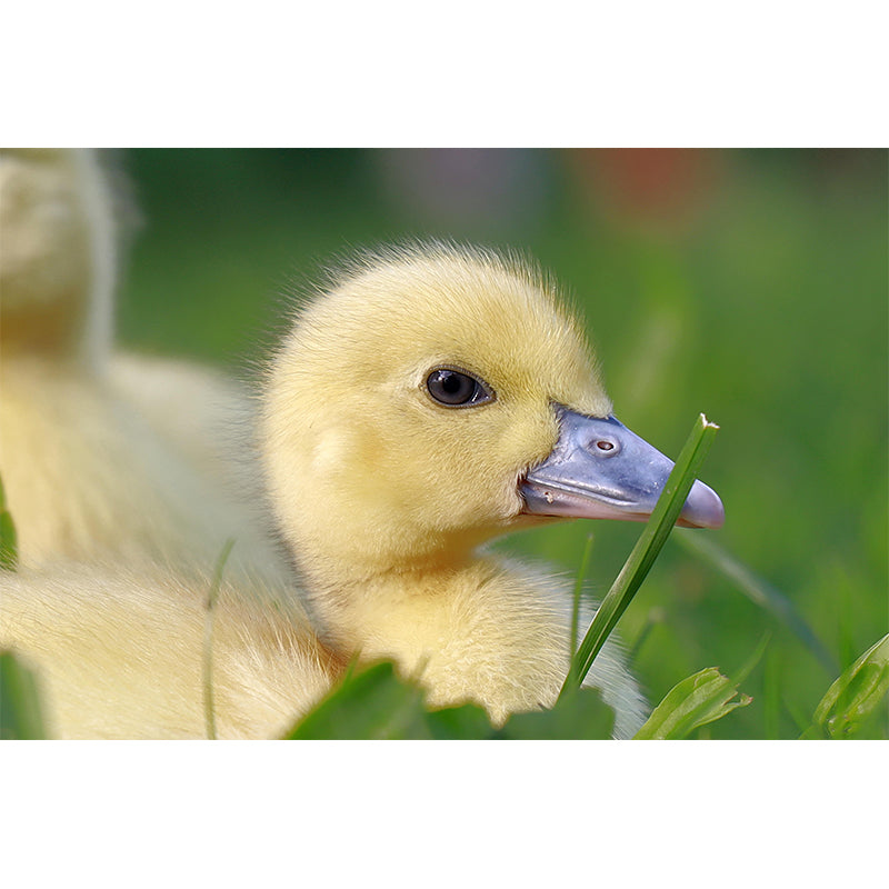 Photography Animal Duck Mural Wallpaper Environment Friendly for Living Room